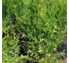 Туя западная Смарагд Вариегата (Smaragd Variegata)C2